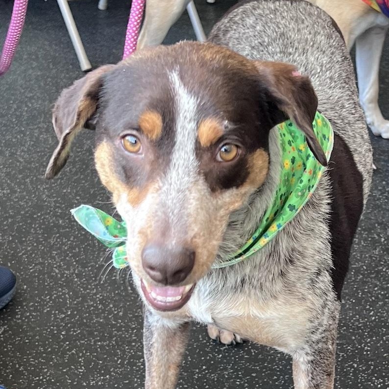 Molly, ADOPTABLE, Adult Female German Shorthaired Pointer & Cattle Dog.