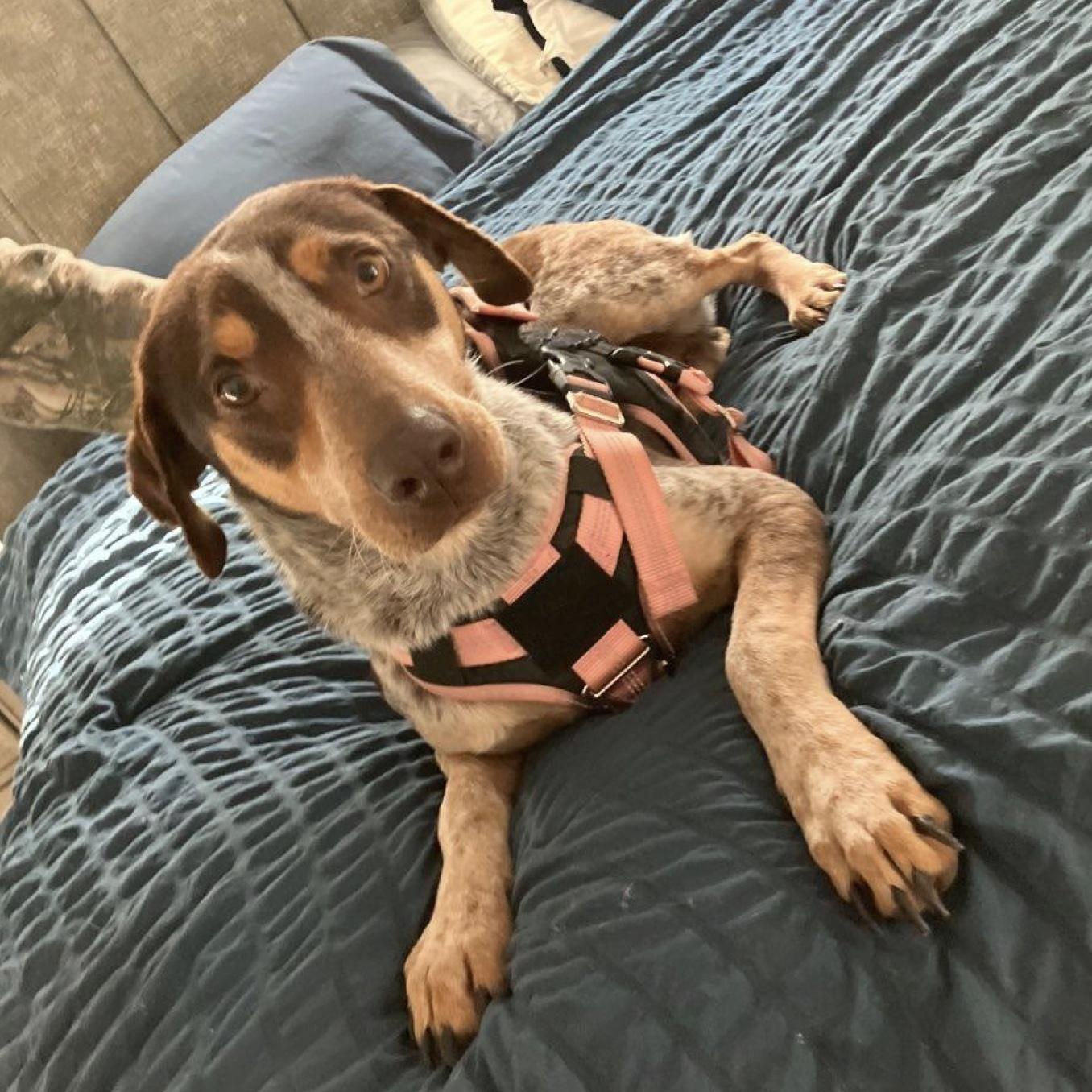 Enlarge Molly, a ADOPTABLE mixed breed in Cedarburg, WI image 4/6