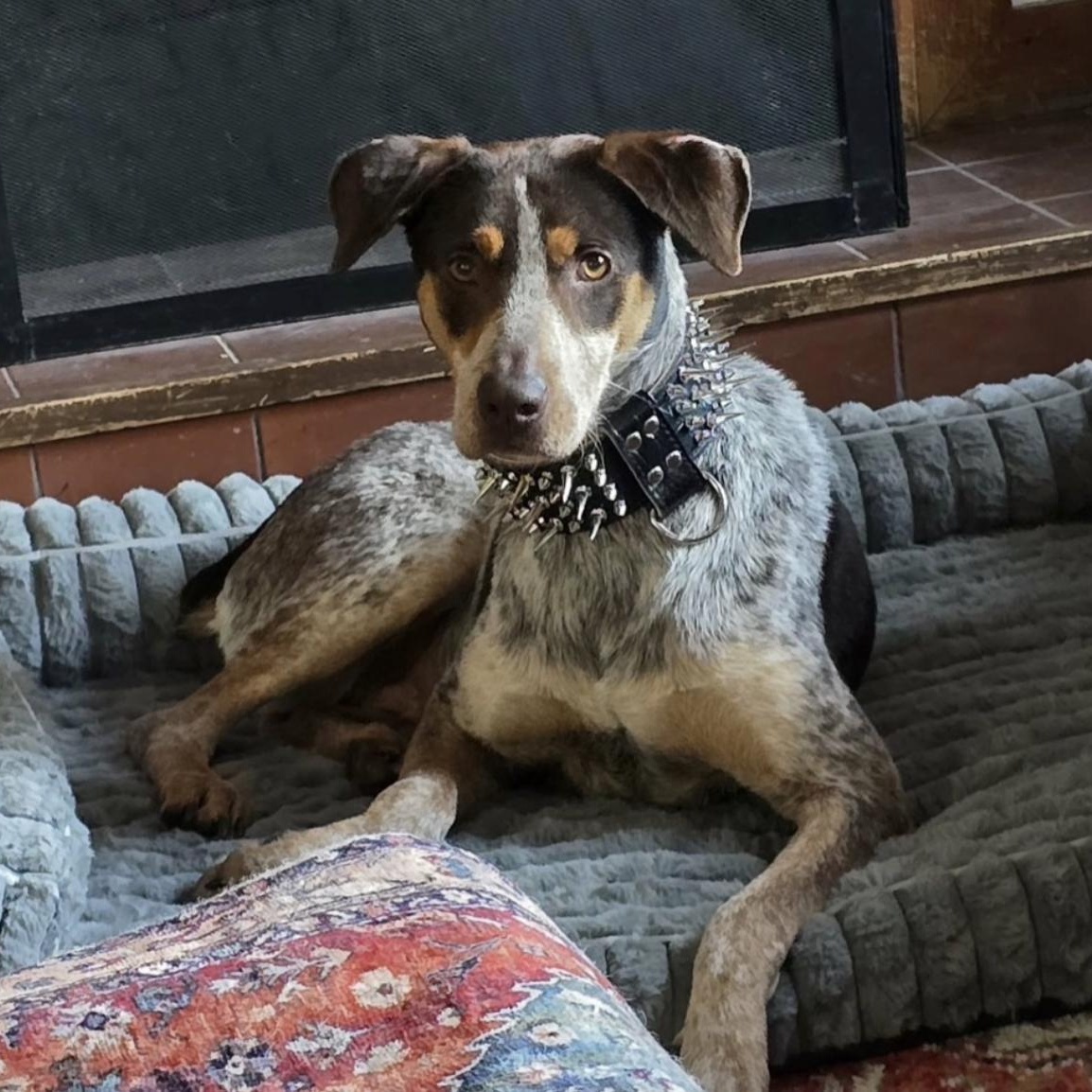 Enlarge Molly, a ADOPTABLE mixed breed in Cedarburg, WI image 1/6