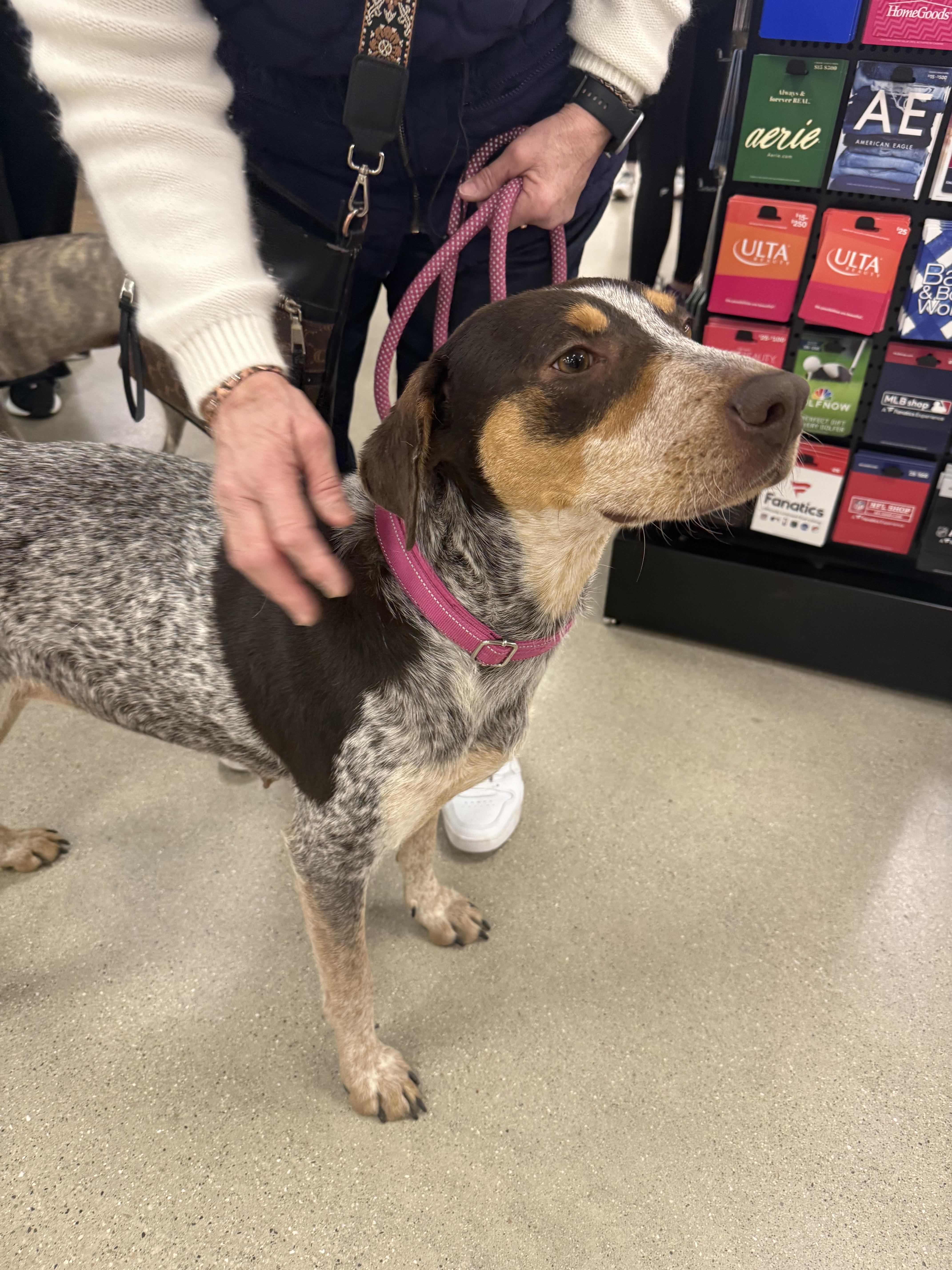 Enlarge Molly, a ADOPTABLE mixed breed in Cedarburg, WI image 5/6