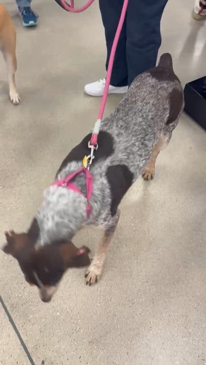 Enlarge Molly, a ADOPTABLE mixed breed in Cedarburg, WI video 6/6