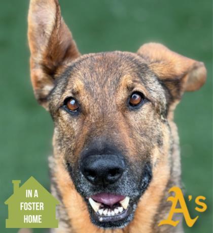 Wallace, adoptable, Adult Male Belgian Shepherd / Malinois.