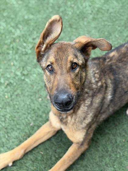 Wallace, a ADOPTABLE mixed breed in Sacramento, CA image 2/3