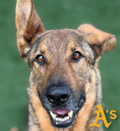 Wallace, adoptable, Adult Male Belgian Shepherd / Malinois.