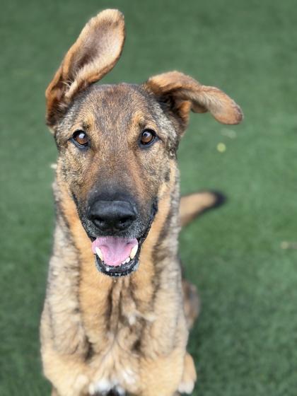 Wallace, a ADOPTABLE mixed breed in Sacramento, CA image 3/3