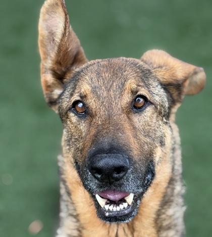 Wallace, ADOPTABLE, Adult Male Belgian Shepherd / Malinois.