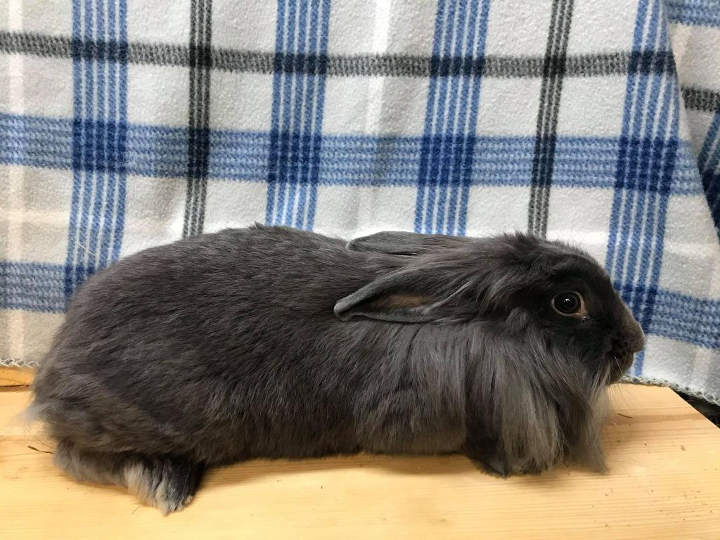 Mycella, Adopted, Adult Female Lionhead & Flemish Giant.