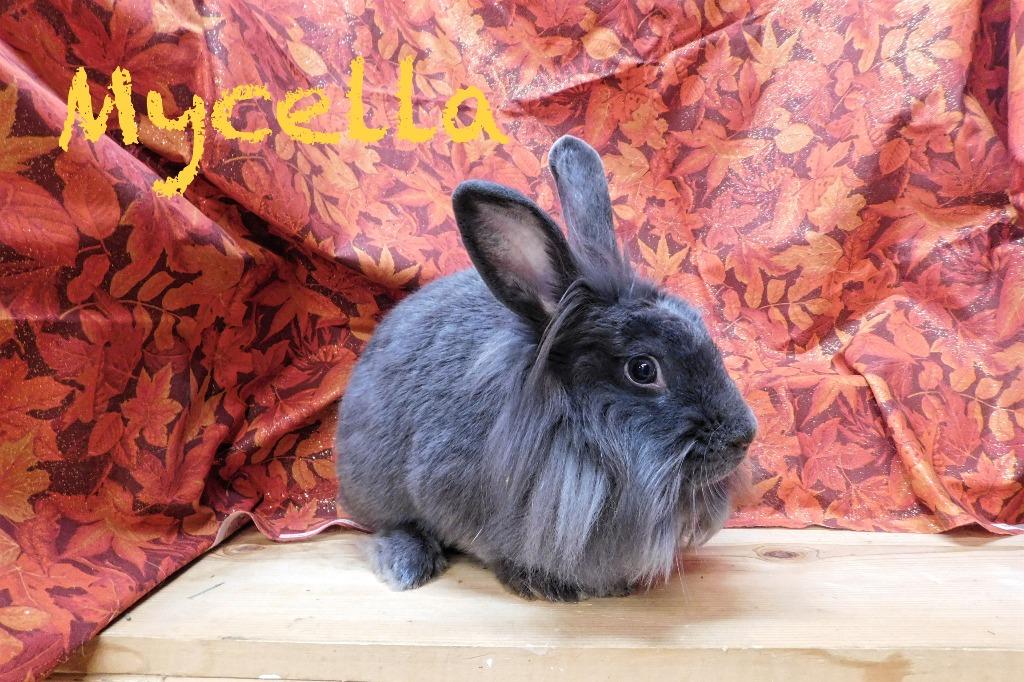 Enlarge Mycella, a Adopted mixed breed in Elizabethtown, KY image 2/2