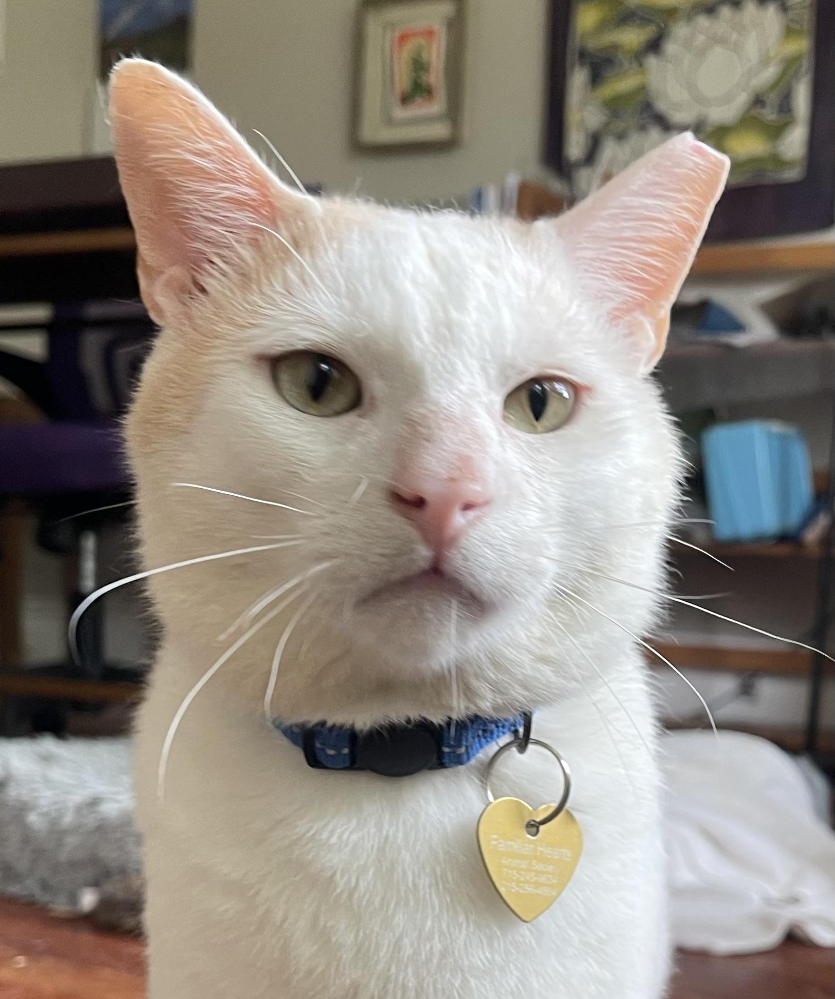 Enlarge Frisco, a Adoptable Domestic Short Hair in Philadelphia, PA image 1/6