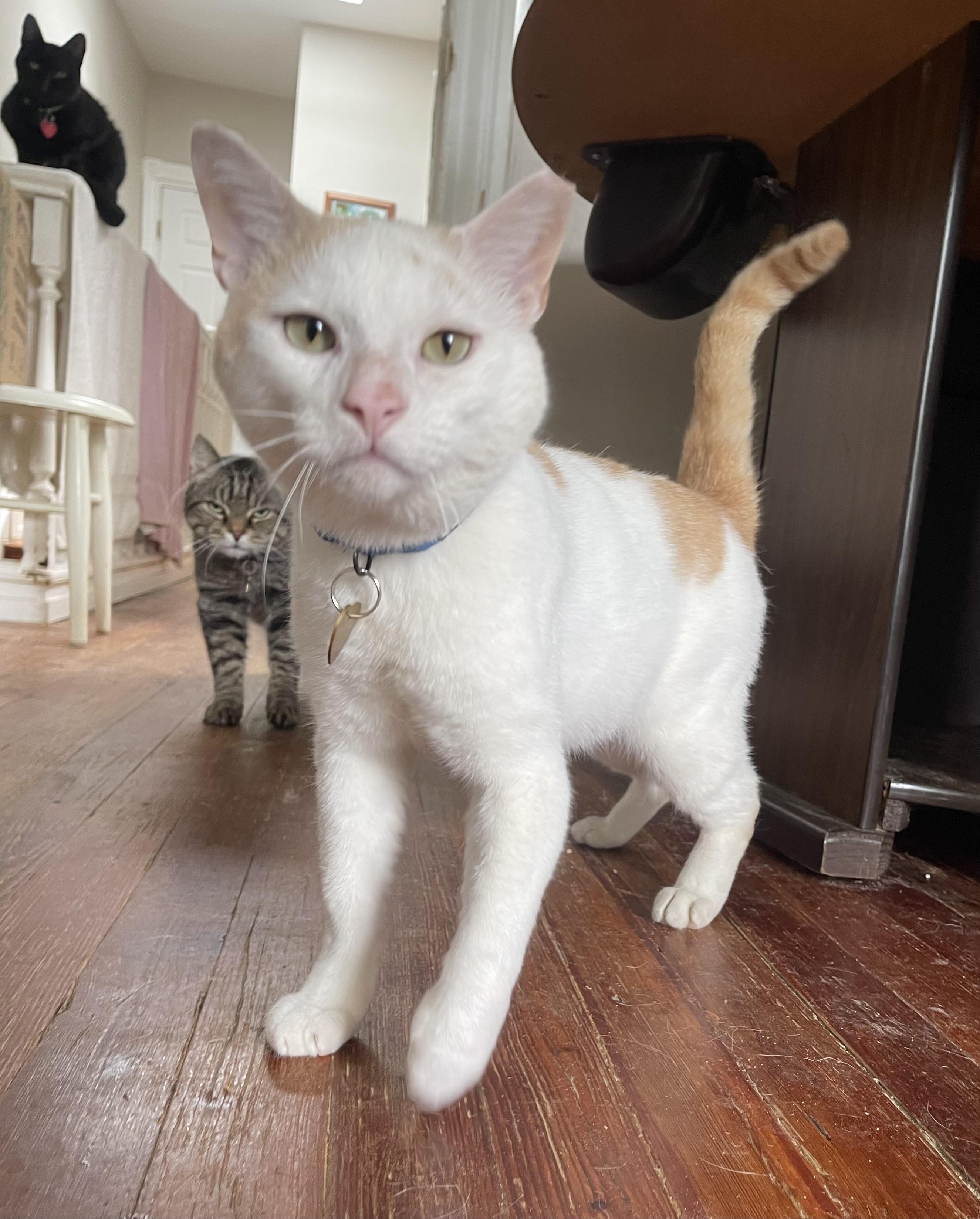 Frisco, Adoptable, Adult Male Domestic Short Hair.