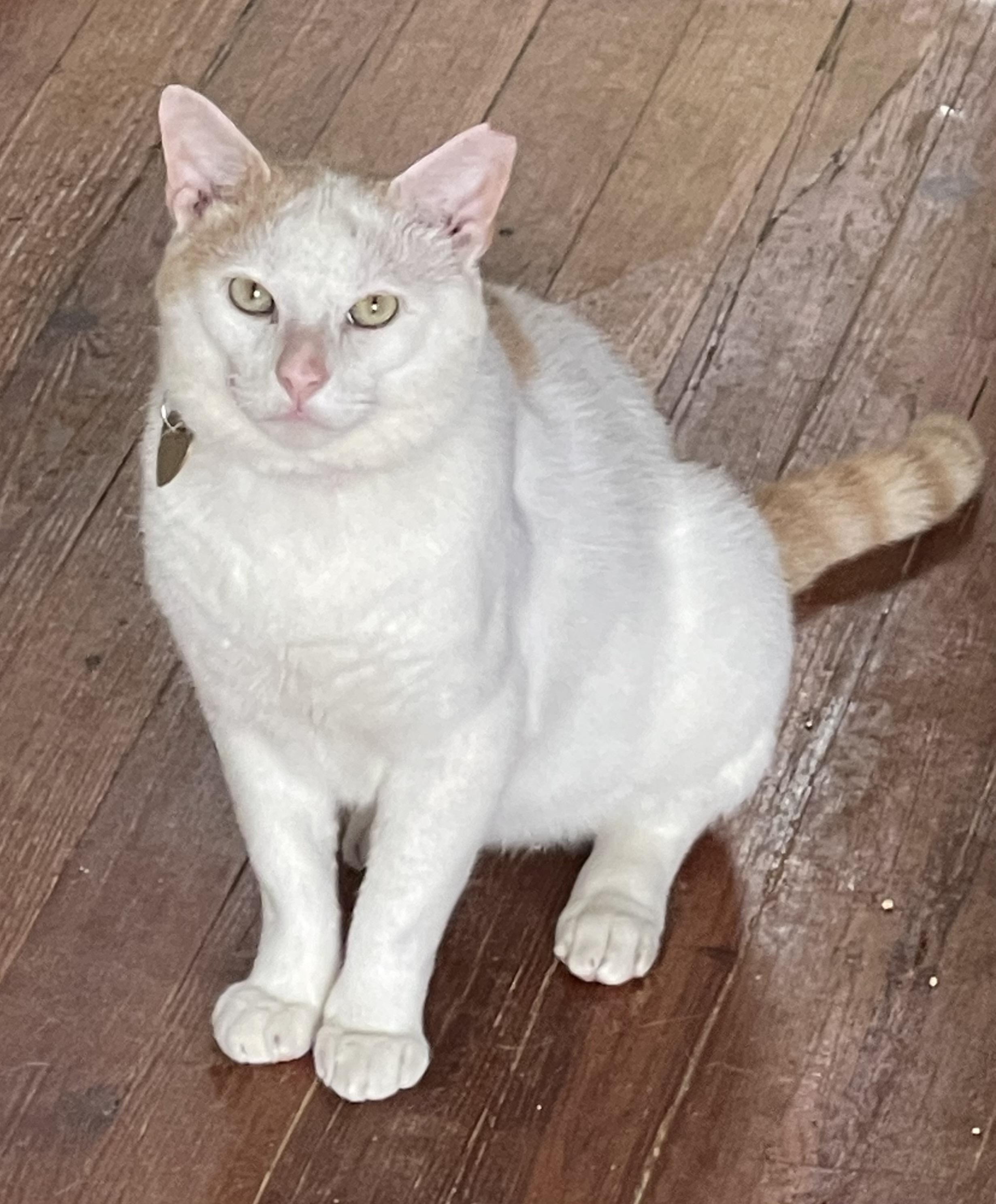 Enlarge Frisco, a Adoptable Domestic Short Hair in Philadelphia, PA image 3/6