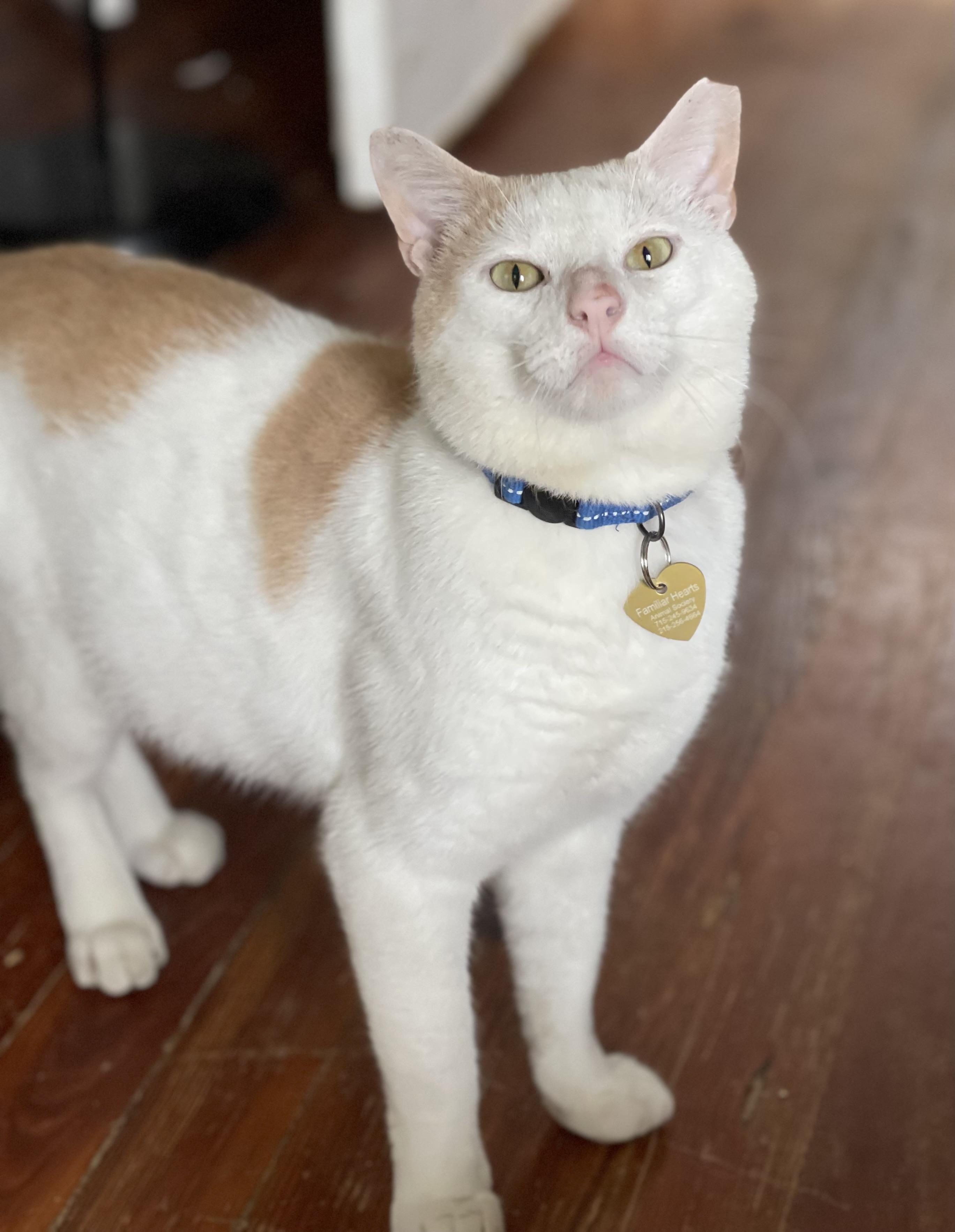 Enlarge Frisco, a Adoptable Domestic Short Hair in Philadelphia, PA image 4/6