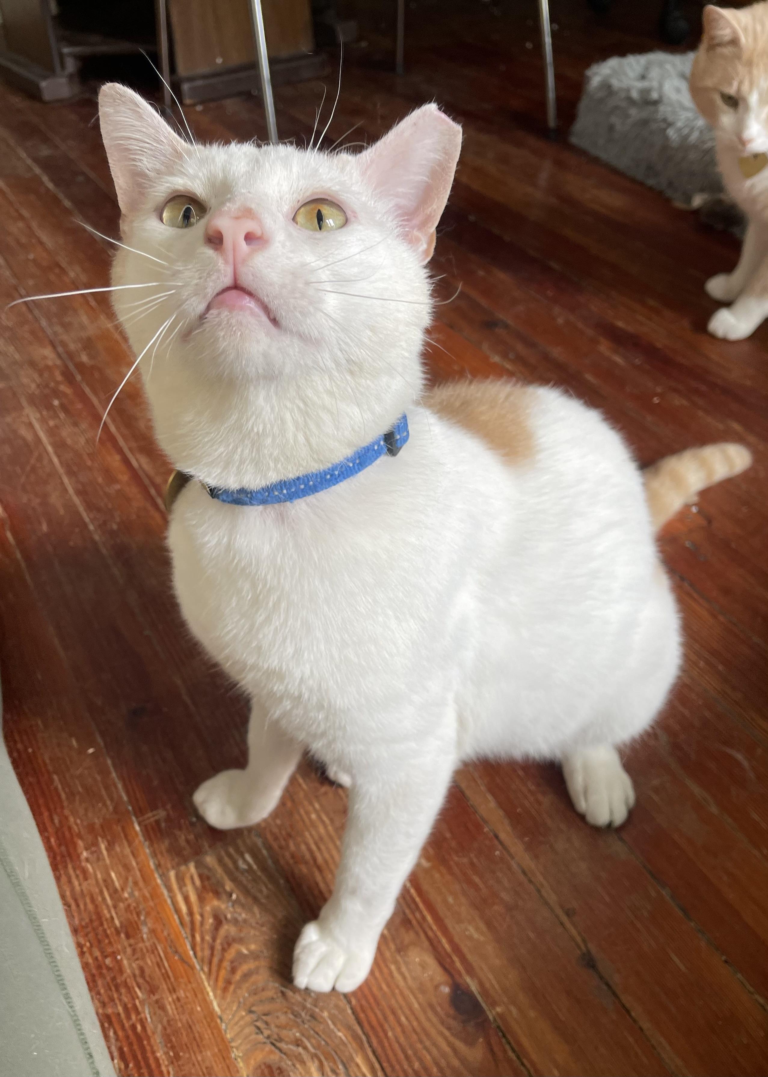 Enlarge Frisco, a Adoptable Domestic Short Hair in Philadelphia, PA image 5/6