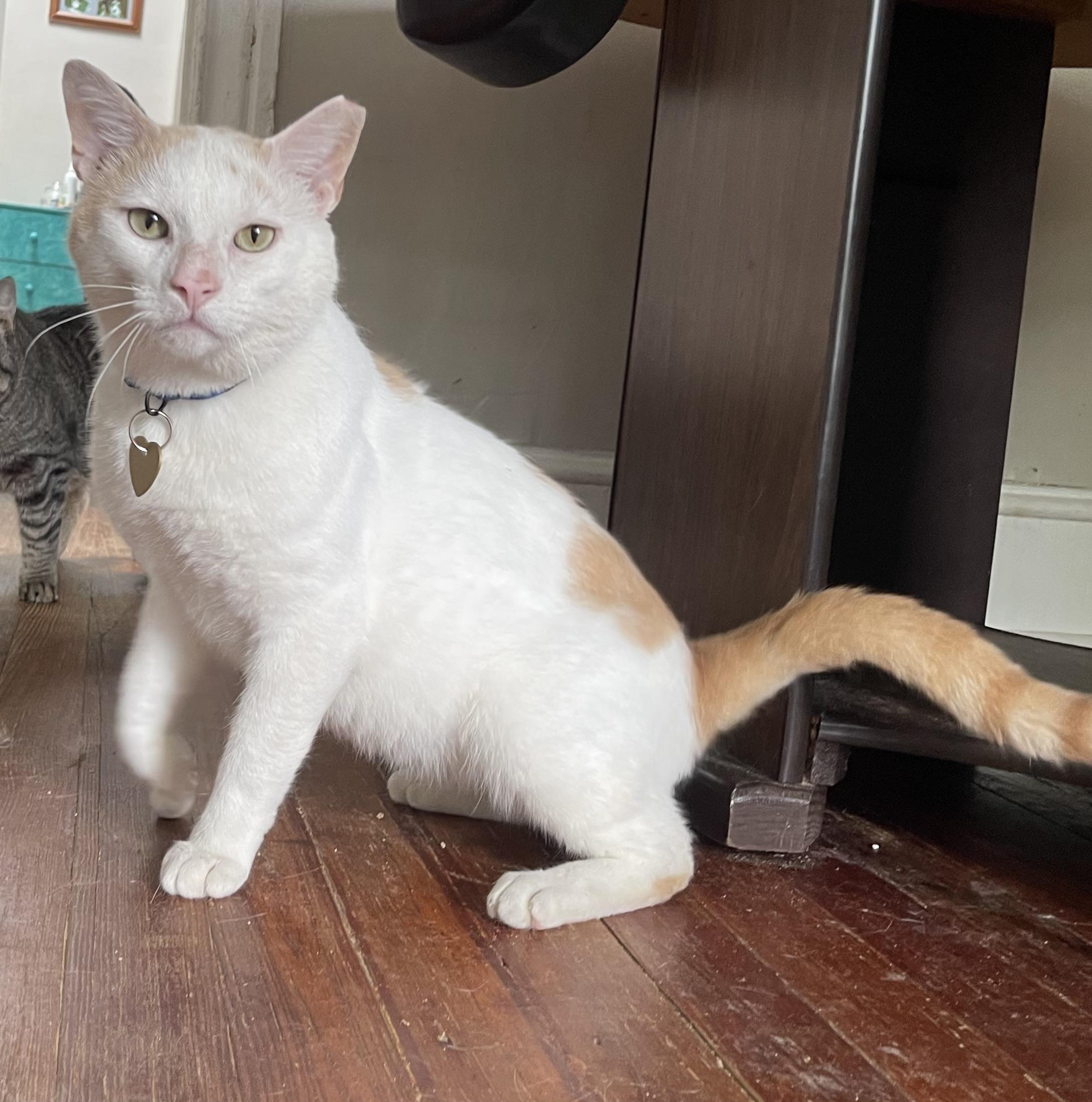 Enlarge Frisco, a Adoptable Domestic Short Hair in Philadelphia, PA image 6/6