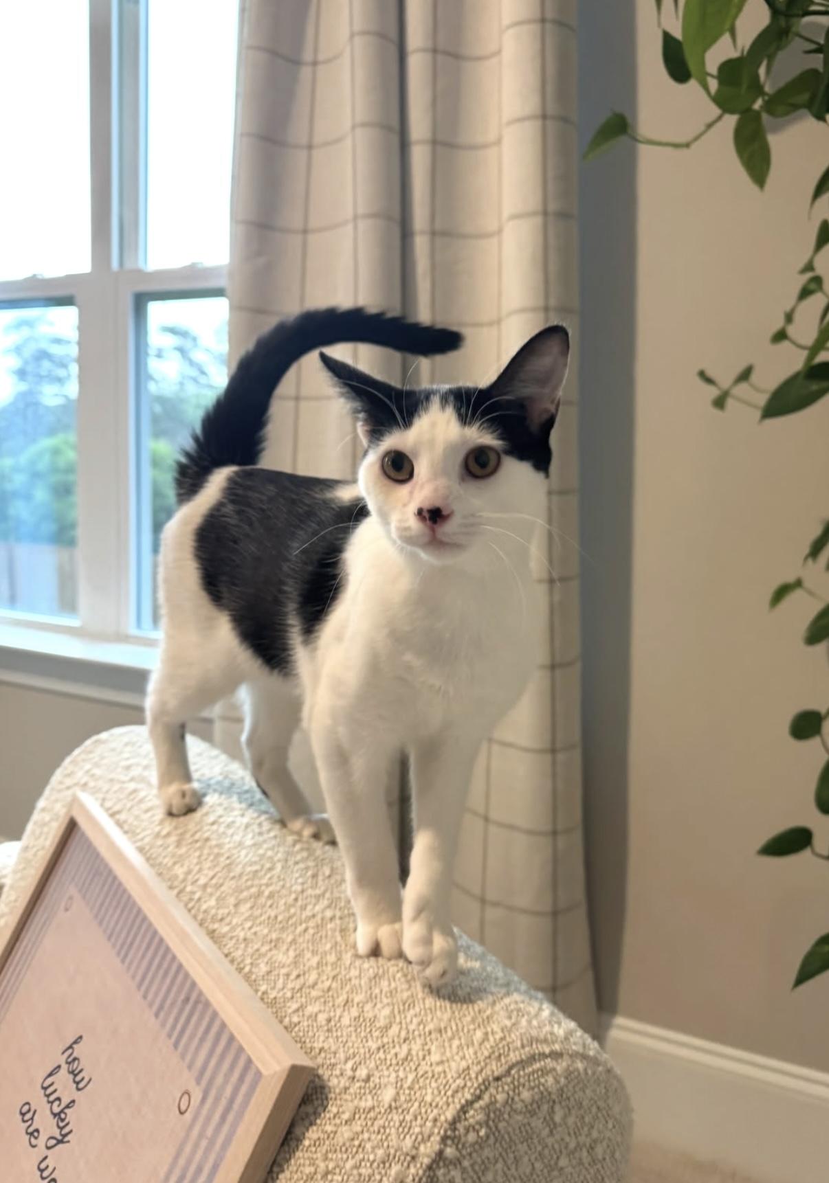 Petal, ADOPTABLE, Young Female Domestic Short Hair.