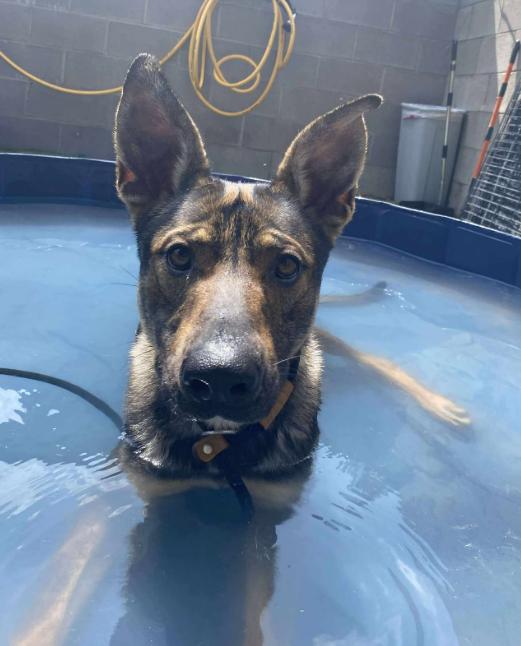 Scuba Steve your Personal Poolside Lover Boy 3