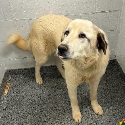 Griffin, Adoptable, Adult Male Mixed Breed.