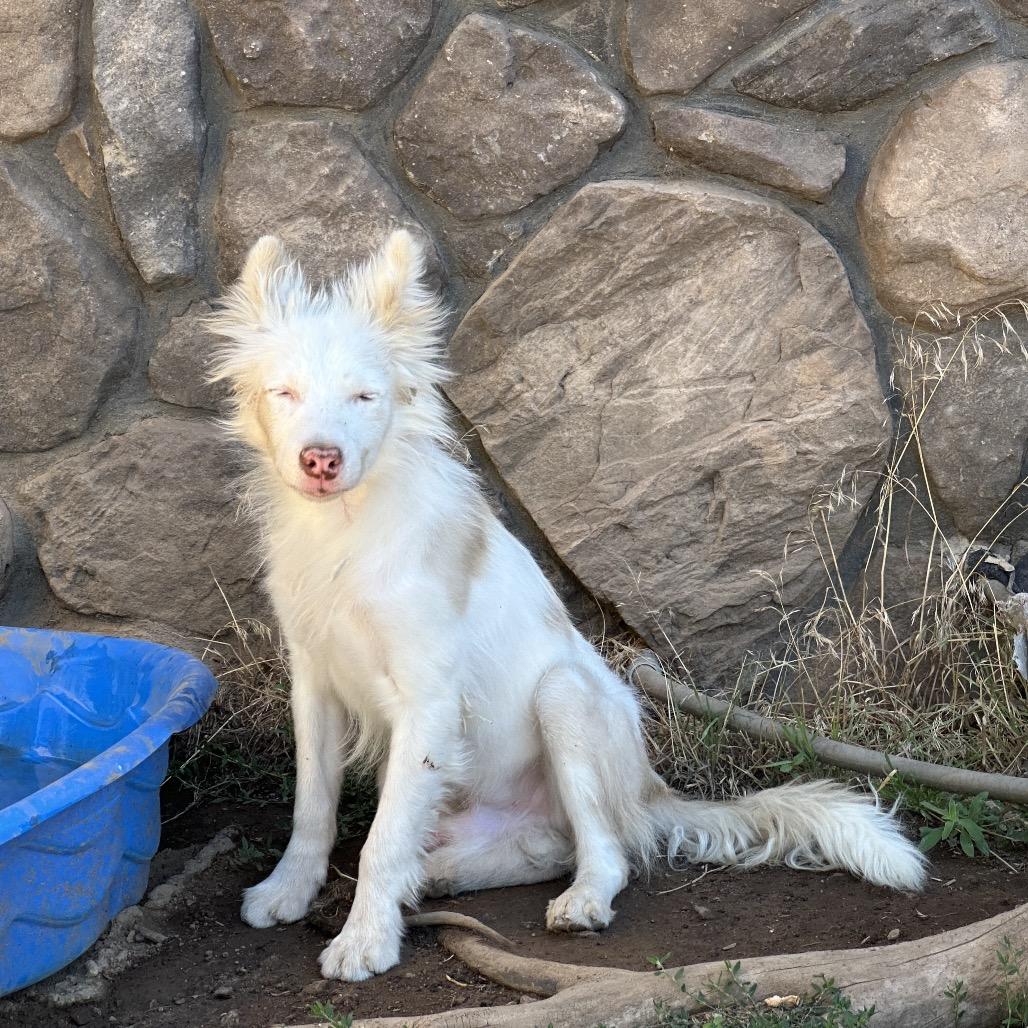 Enlarge Alpha, a Adoptable Mixed Breed in Flagstaff, AZ image 1/6