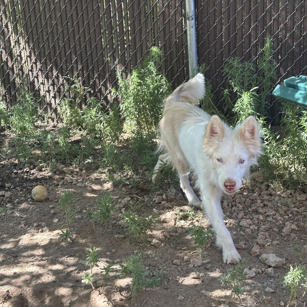 Enlarge Alpha, a Adoptable Mixed Breed in Flagstaff, AZ image 4/6