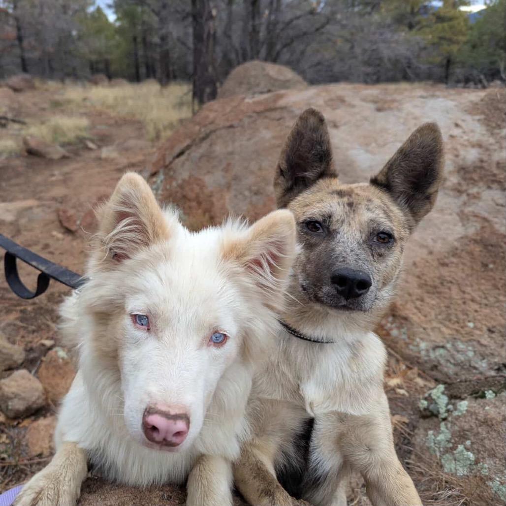 Enlarge Alpha, a Adoptable Mixed Breed in Flagstaff, AZ image 5/6