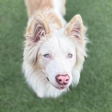 Enlarge Alpha, a Adoptable Mixed Breed in Flagstaff, AZ image 6/6