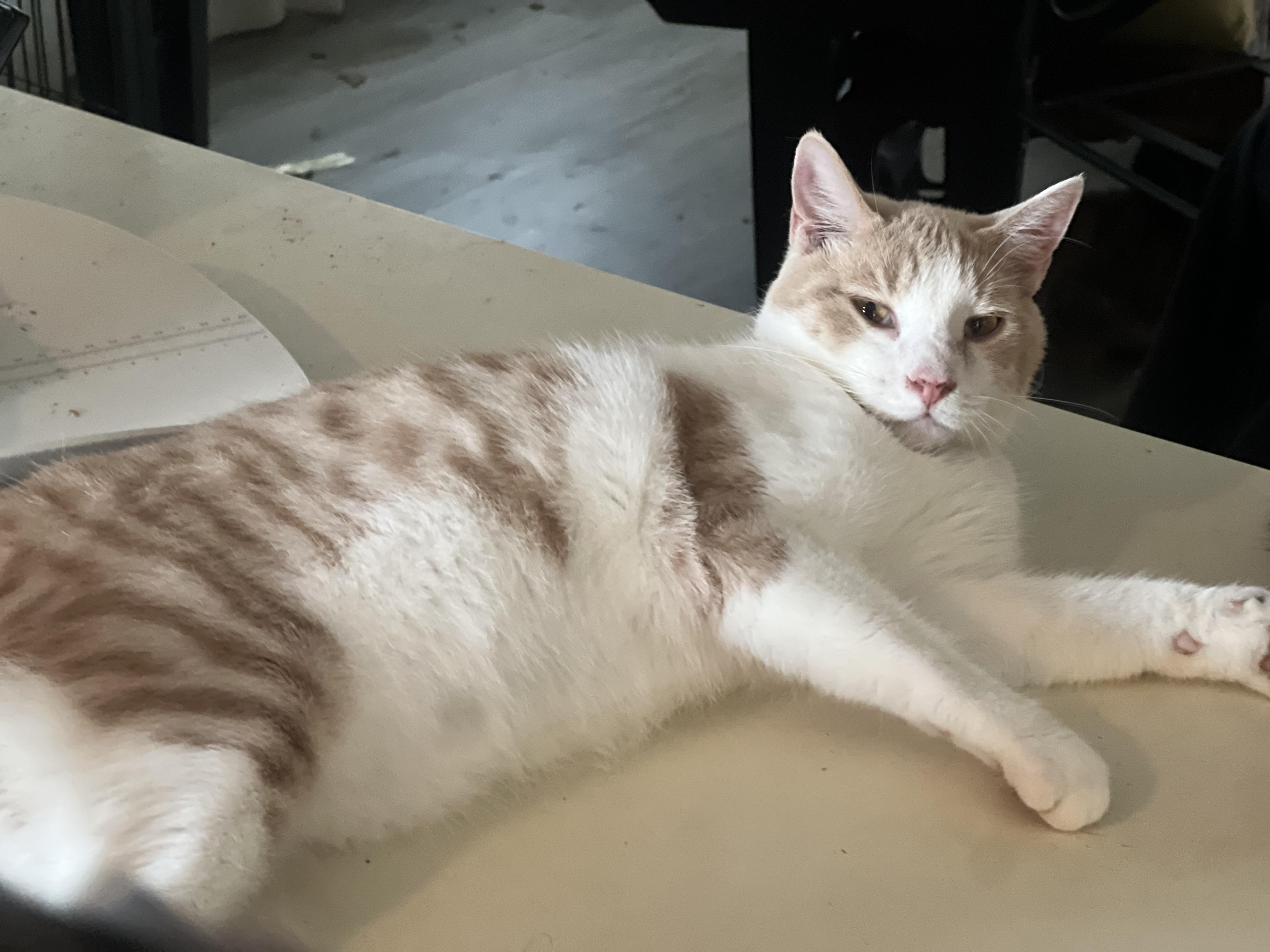 Enlarge Orange latte, a Adoptable mixed breed in Ripon, CA image 2/3