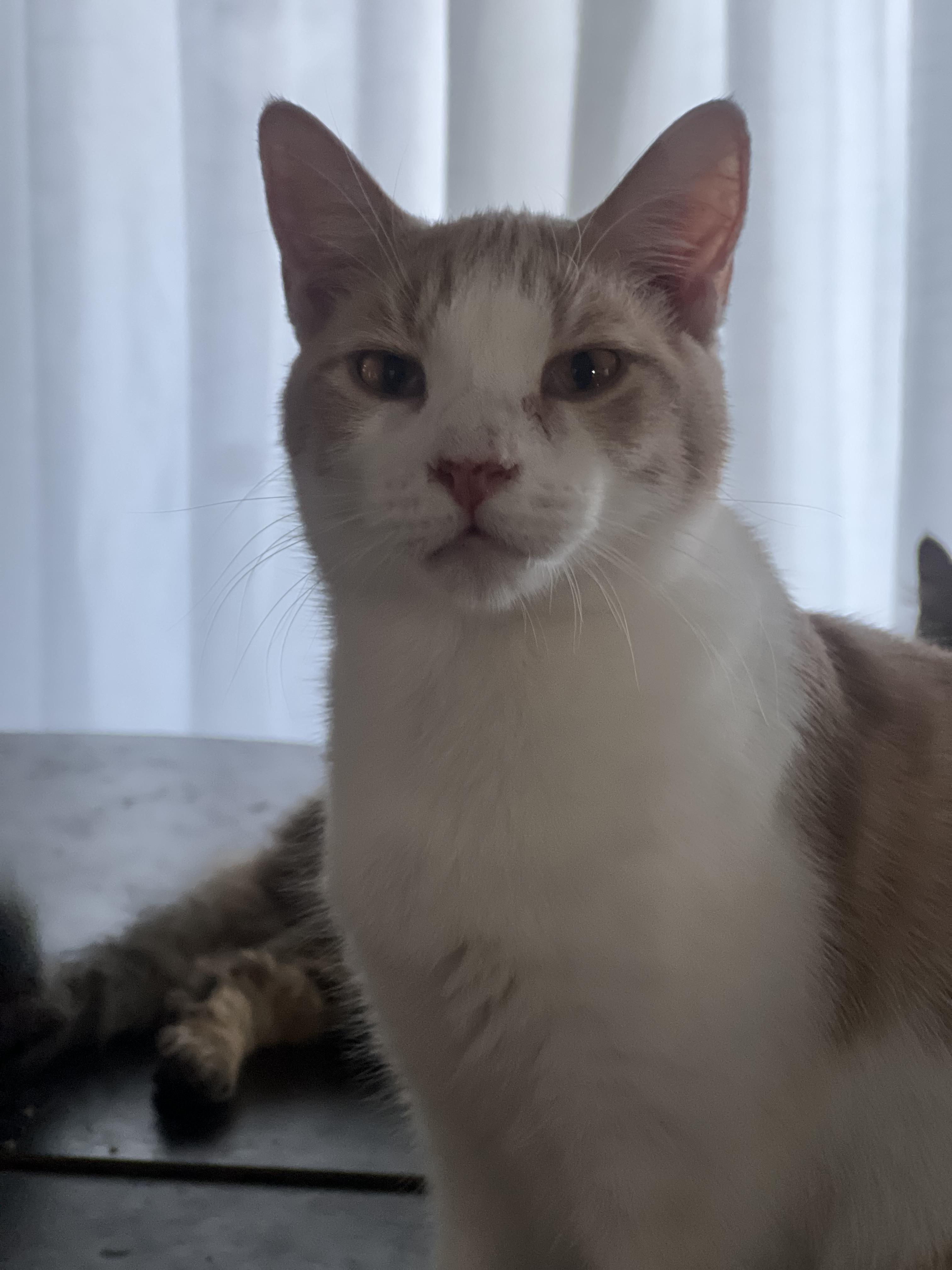 Orange latte, Adoptable, Adult Male Domestic Short Hair & Tabby.