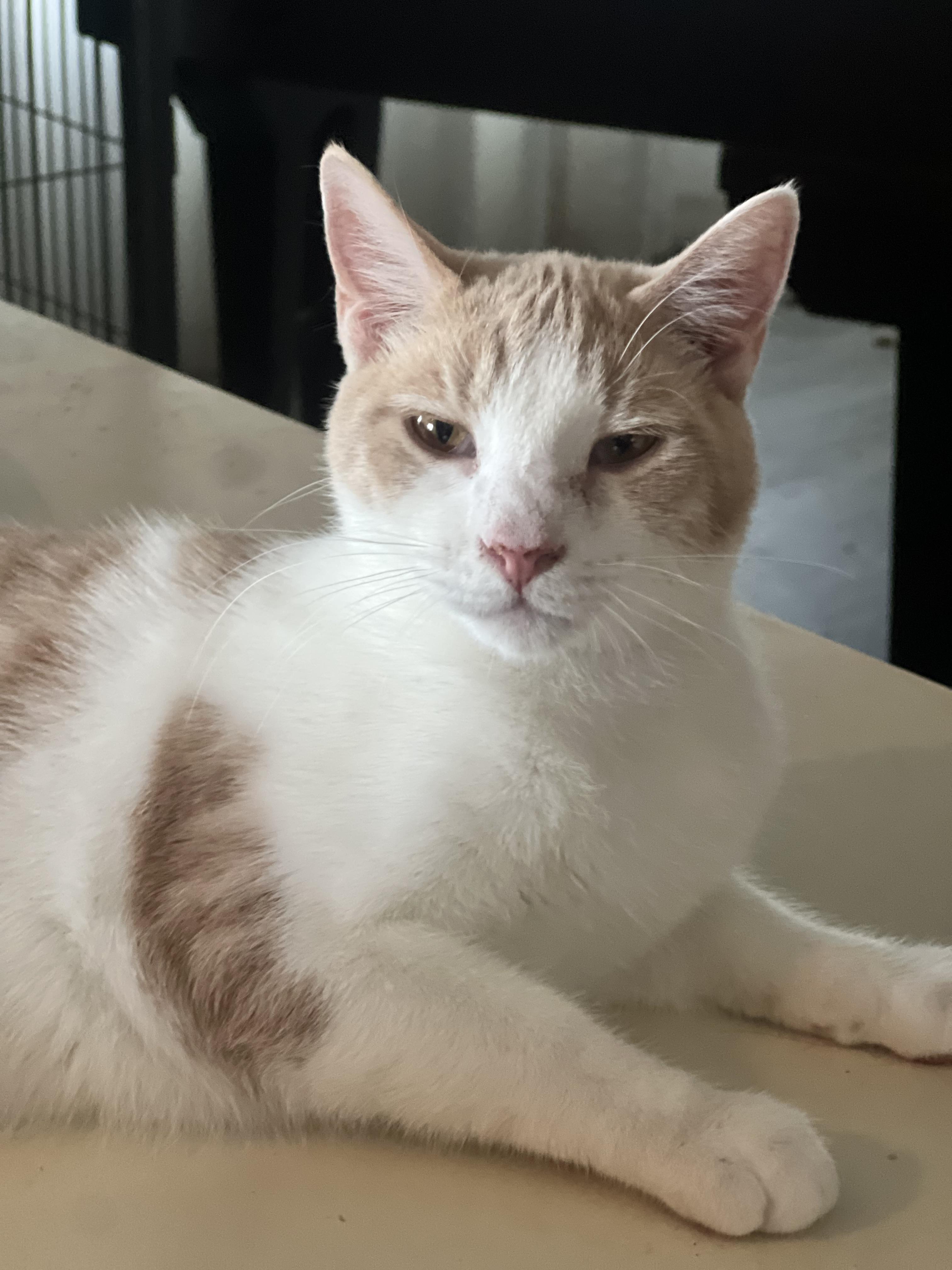 Enlarge Orange latte, a Adoptable mixed breed in Ripon, CA image 3/3