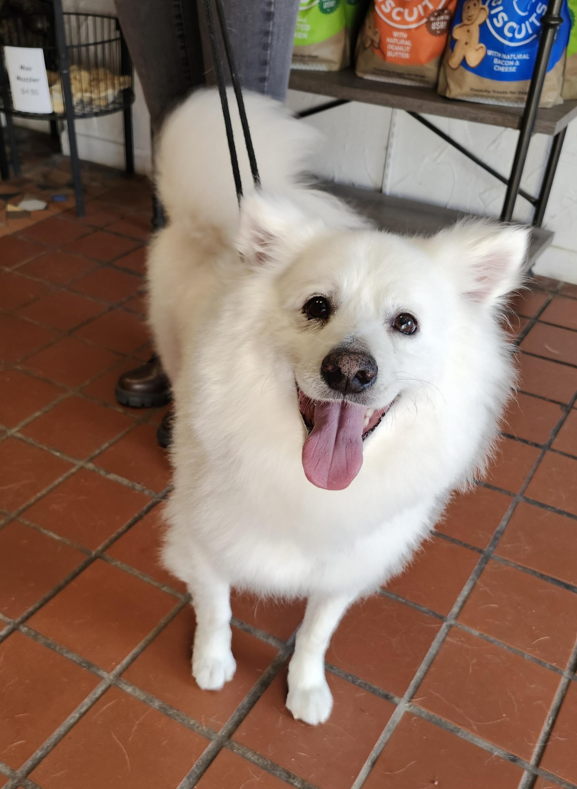 Enlarge Amos - St. Louis, MO, a Adoptable American Eskimo Dog in Saint Louis, MO image 2/4