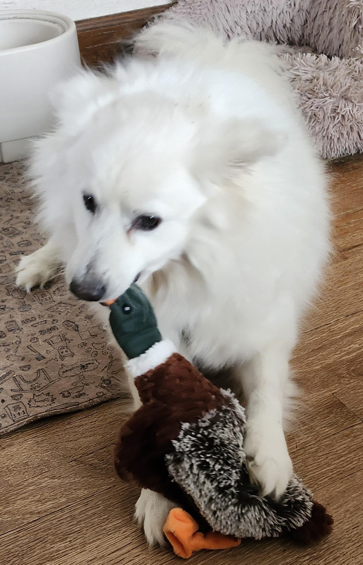 Enlarge Amos - St. Louis, MO, a Adoptable American Eskimo Dog in Saint Louis, MO image 4/4