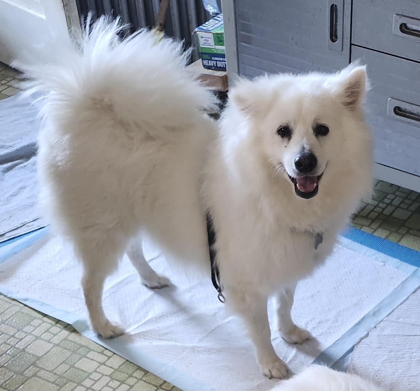 Enlarge Amos - St. Louis, MO, a Adoptable American Eskimo Dog in Saint Louis, MO image 1/4
