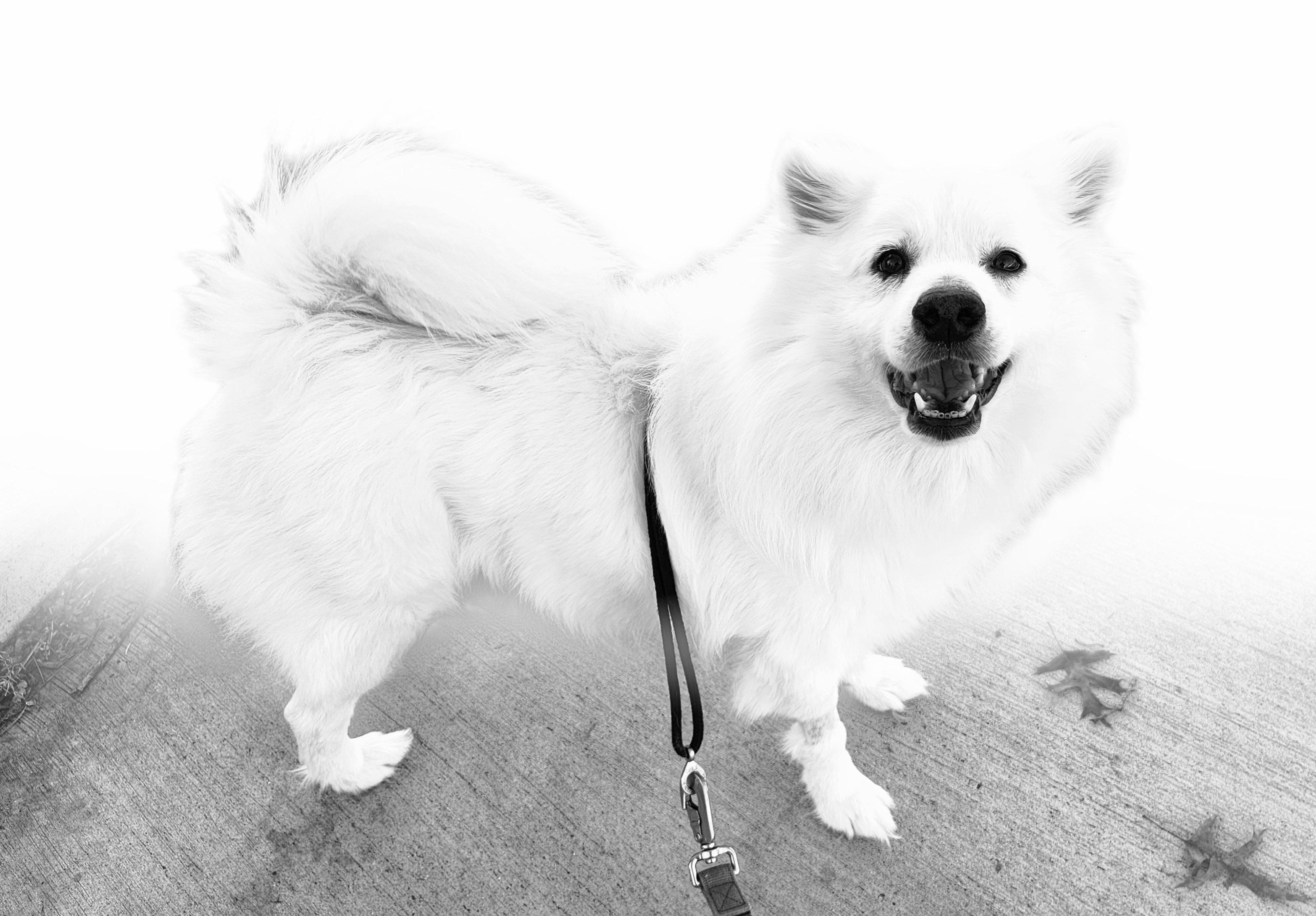 Enlarge Amos - St. Louis, MO, a Adoptable American Eskimo Dog in Saint Louis, MO image 3/4