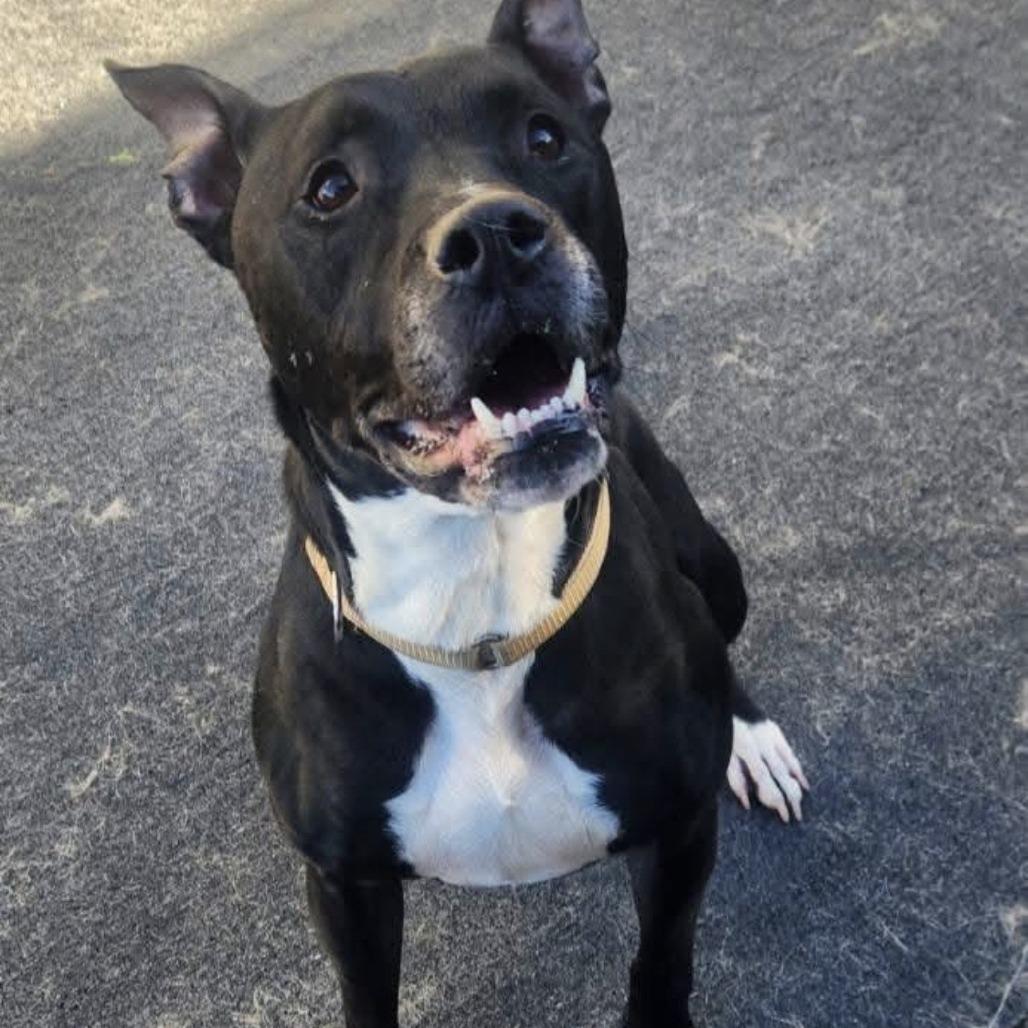 Connor, Adoptable, Adult Male Pit Bull Terrier.