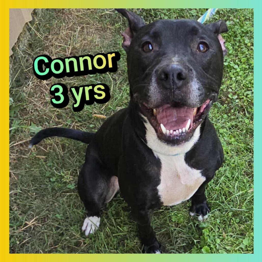 Enlarge Connor, a Adoptable Pit Bull Terrier in Cleveland, TN image 2/3