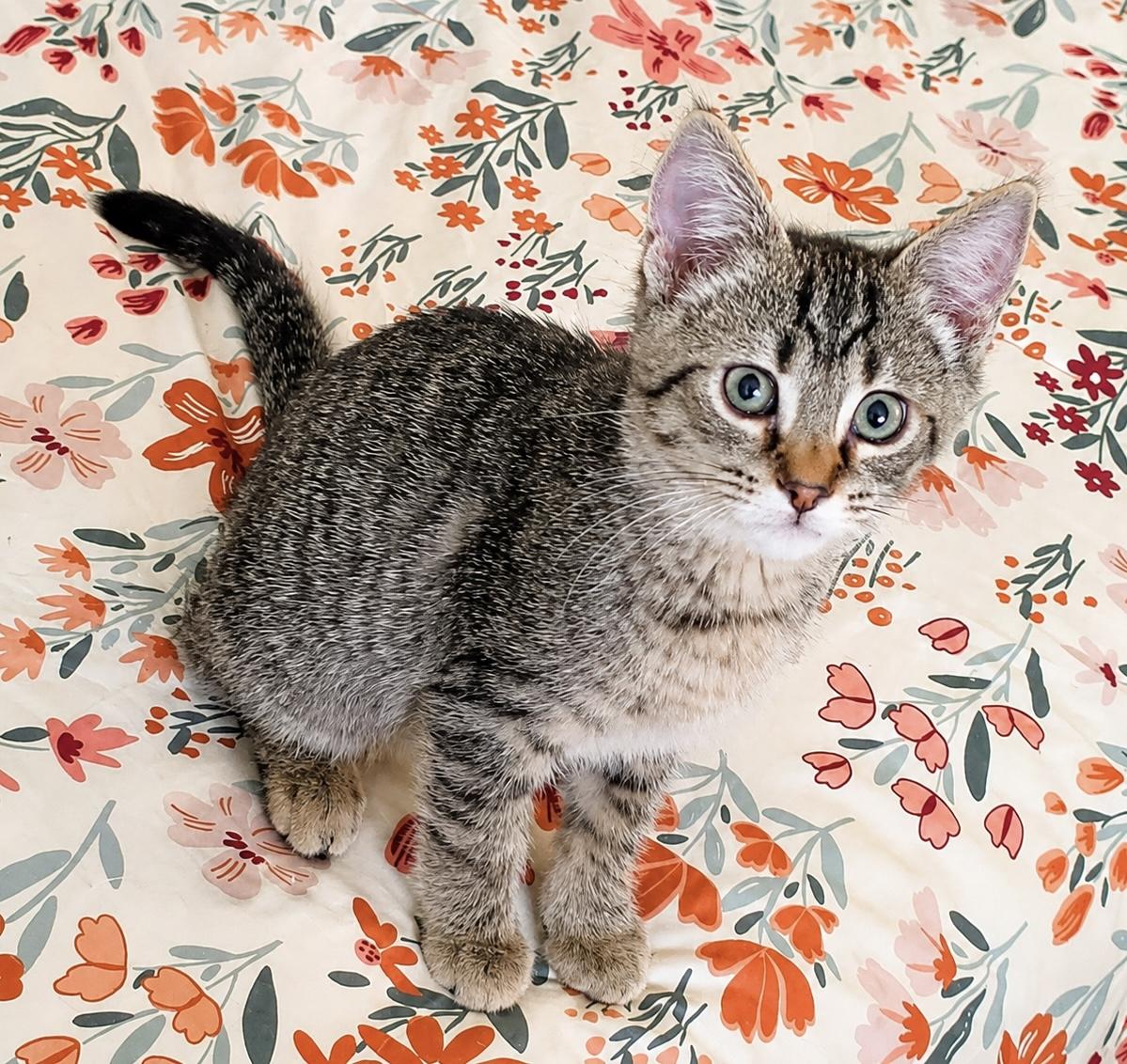 Benedict, an adoptable Tabby in Pickerington, OH image 5/5