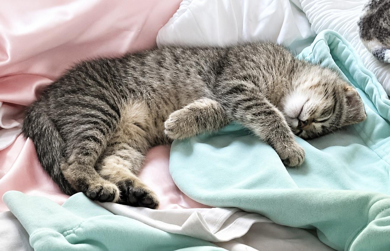 Benedict, an adoptable Tabby in Pickerington, OH image 2/5