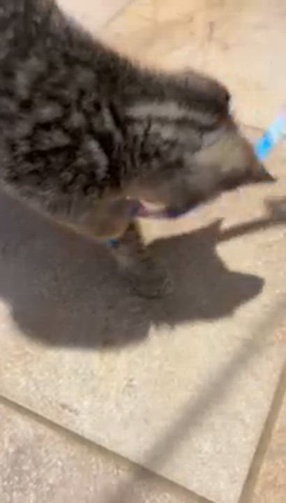 Enlarge Benedict, an adoptable Tabby in Pickerington, OH video 3/5