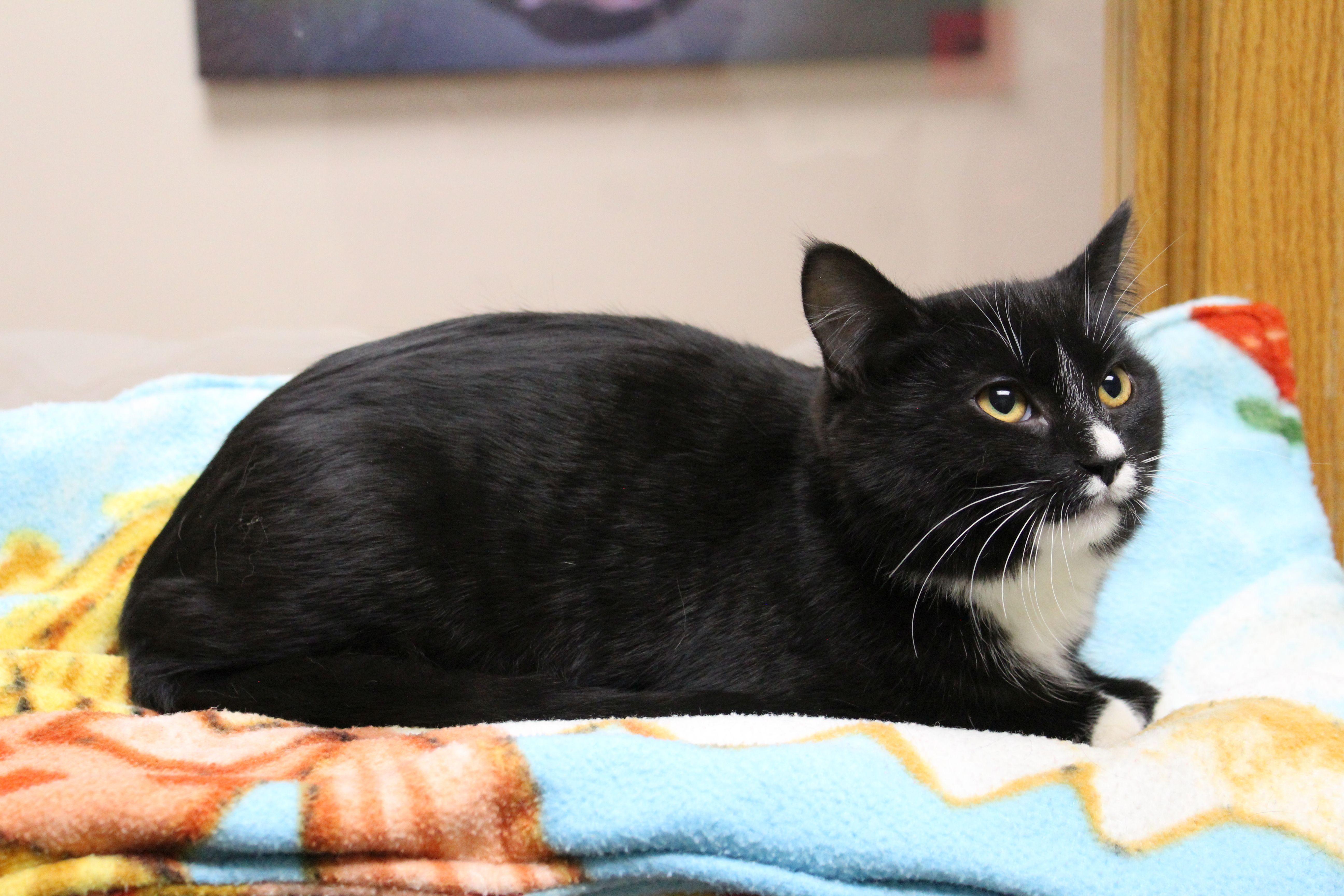 Phoenix, a ADOPTABLE mixed breed in Portage, WI image 1/2