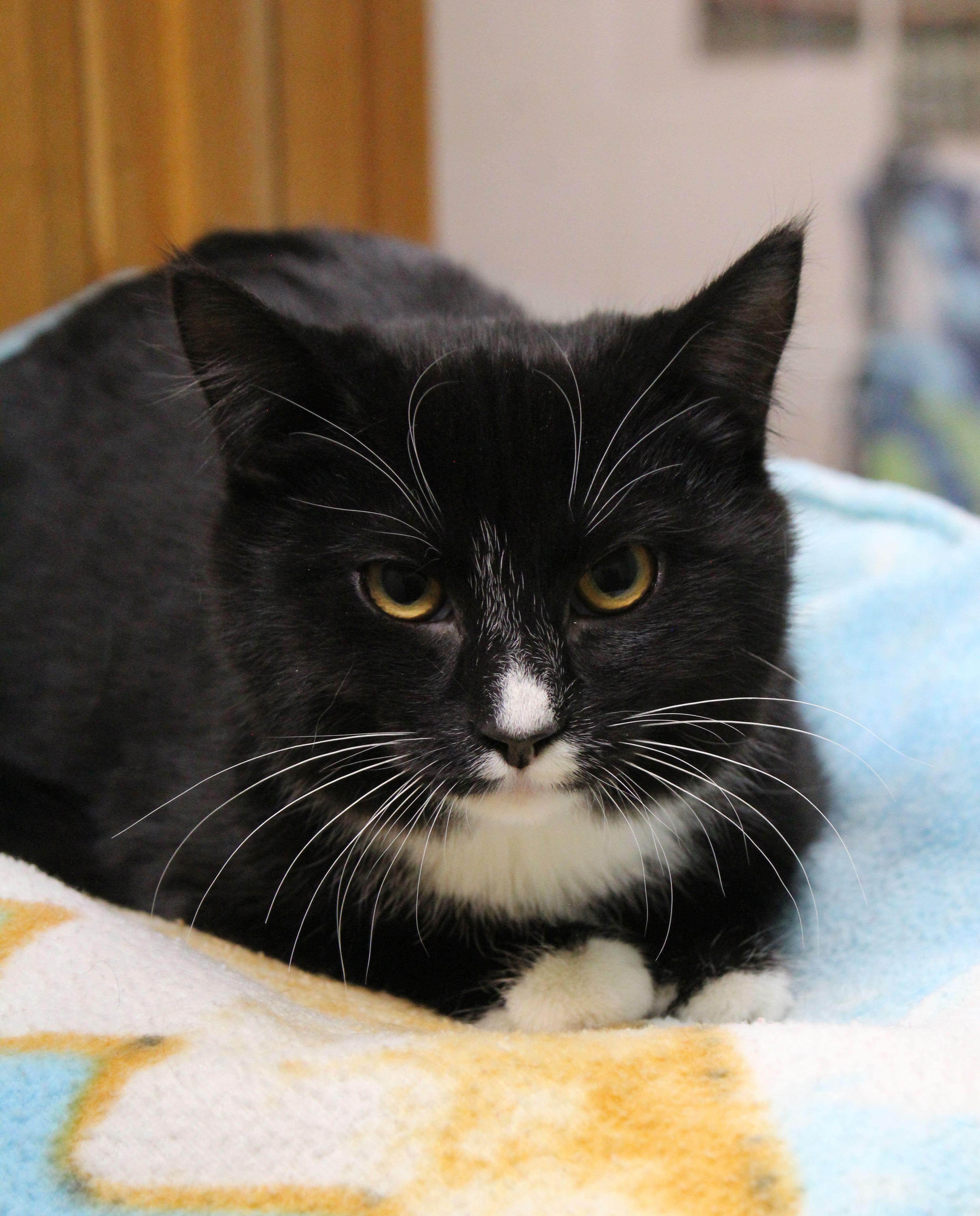 Phoenix, a ADOPTABLE mixed breed in Portage, WI image 2/2