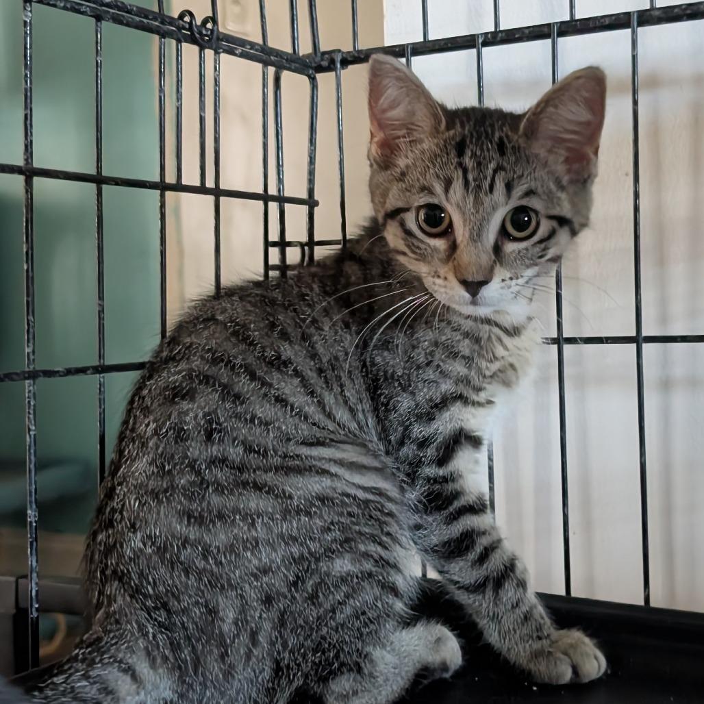 Enlarge Boysenberry, a Adoptable Domestic Short Hair in Fort Lauderdale, FL image 1/3