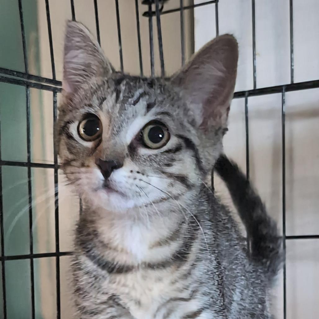 Enlarge Boysenberry, a Adoptable Domestic Short Hair in Fort Lauderdale, FL image 2/3
