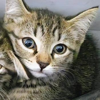 Enlarge Boysenberry, a Adoptable Domestic Short Hair in Fort Lauderdale, FL image 3/3