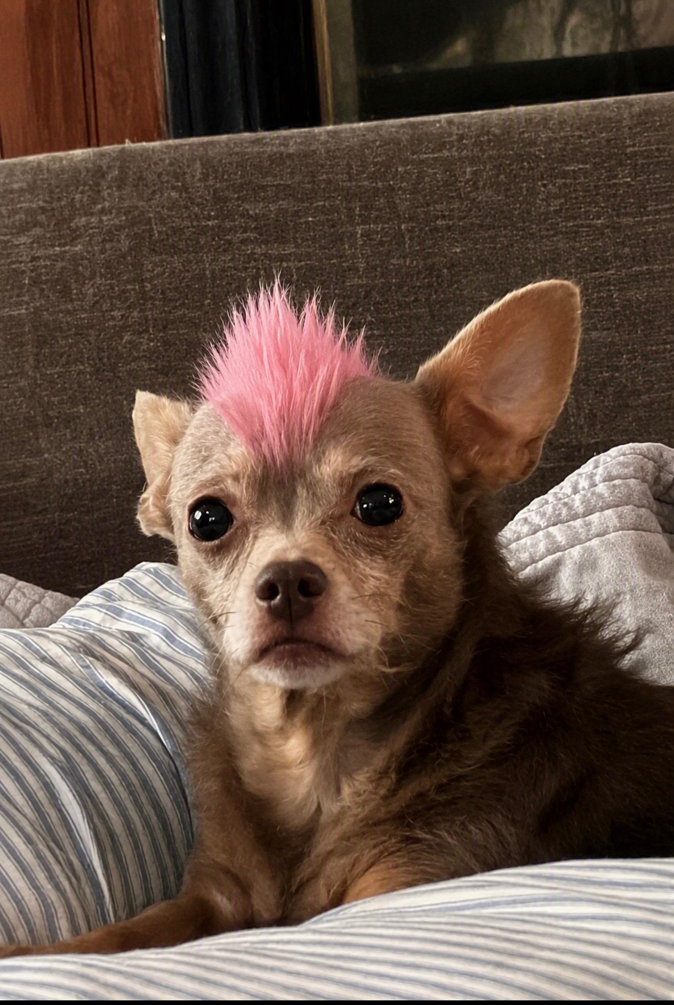 Enlarge Sassy, a Adopted mixed breed in Grove city, OH image 1/6