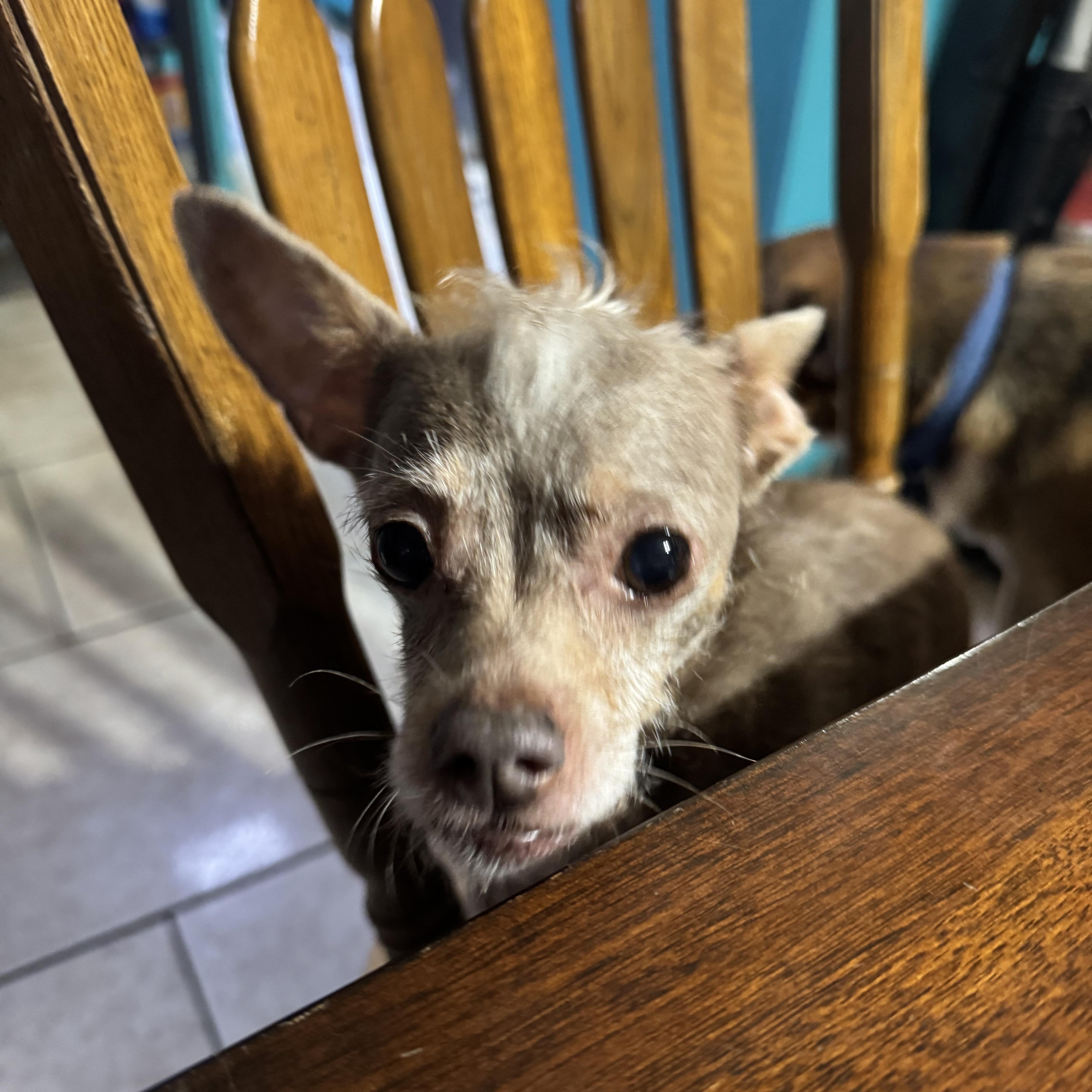 Enlarge Sassy, a Adopted mixed breed in Grove city, OH image 5/6