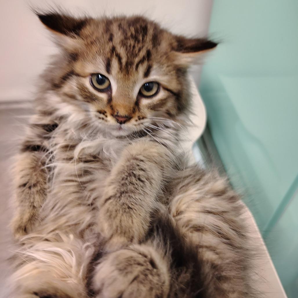Enlarge Dash, a Adoptable Domestic Medium Hair in Coos Bay, OR image 1/1