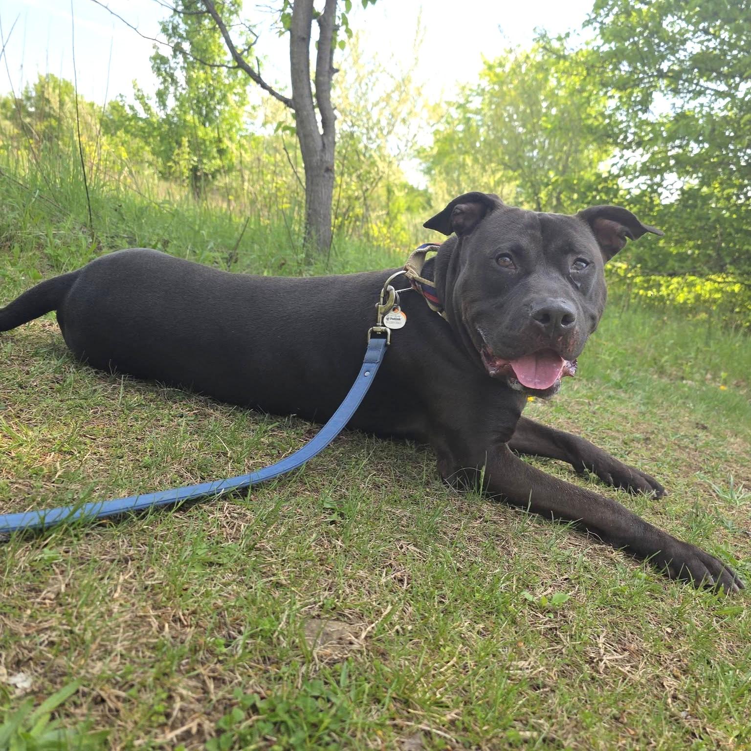 Choco, an adoptable mixed breed in Phoenixville, PA image 2/6