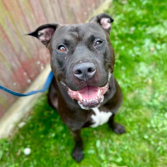 Choco, adoptable, Adult Male Pit Bull Terrier.