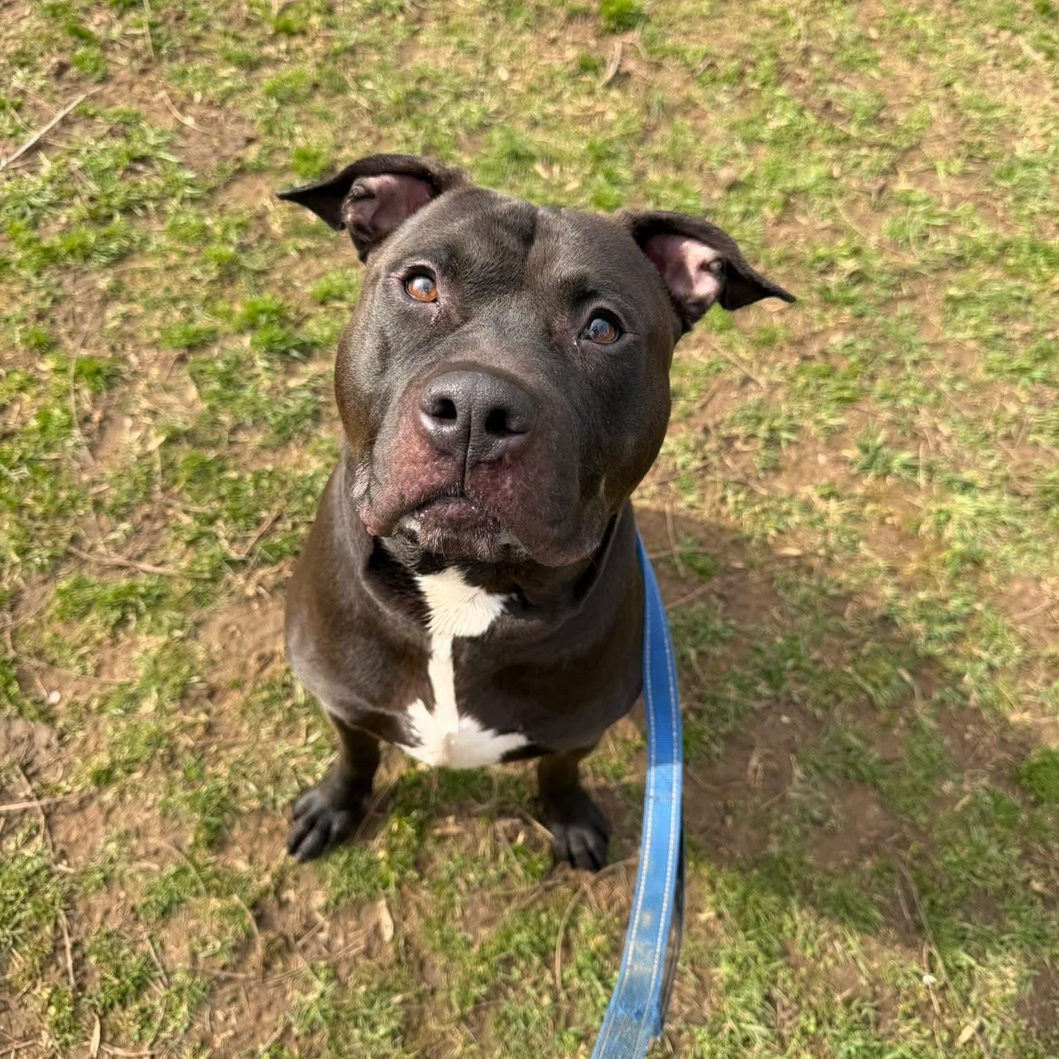 Choco, an adoptable mixed breed in Phoenixville, PA image 5/6