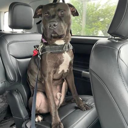 Choco, adoptable, Adult Male Pit Bull Terrier.