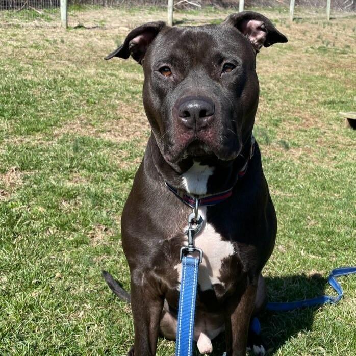 Choco, an adoptable mixed breed in Phoenixville, PA image 4/6